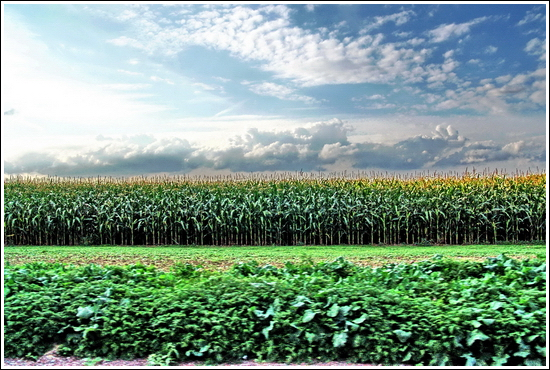 high speed wonderland